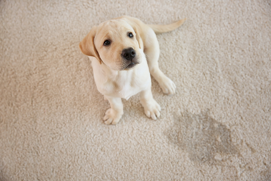 Cute puppy sitting on carpet near wet spot - Branson, MO