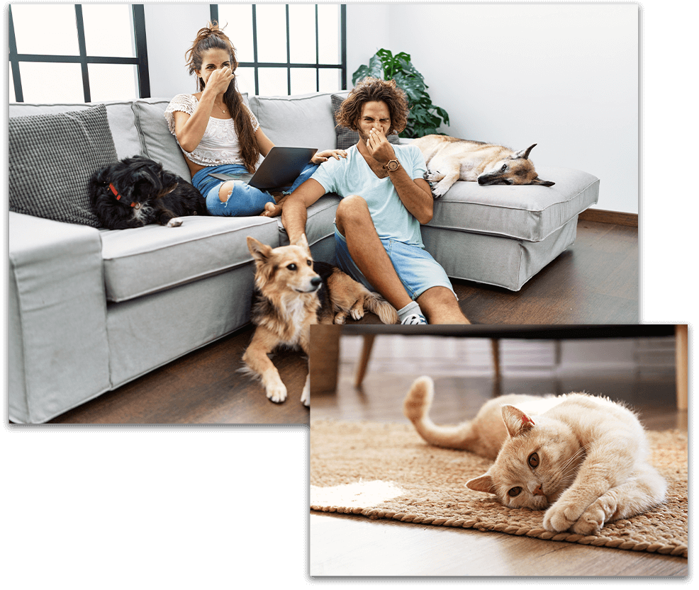 Pet and odor control - smelly pets collage photos - Branson, MO
