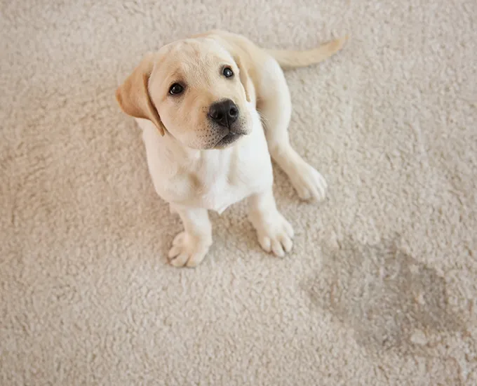 Ridgedale MO Pet Stain & Odor Removal Services - Sho-Me Clean Carpet Cleaning