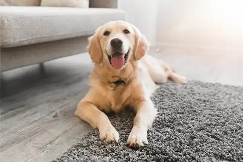 Sho-Me Clean Carpet Cleaning—A happy dog laying on a carpet that has been cleaned with a pet-friendly cleaning solution in Branson, MO.